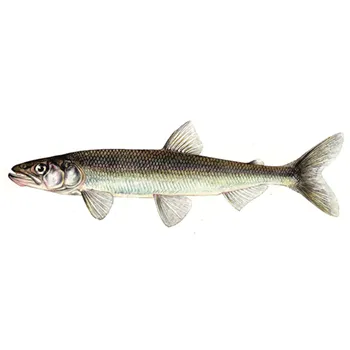 Корюшка азиатская с/м 17+ ~100г